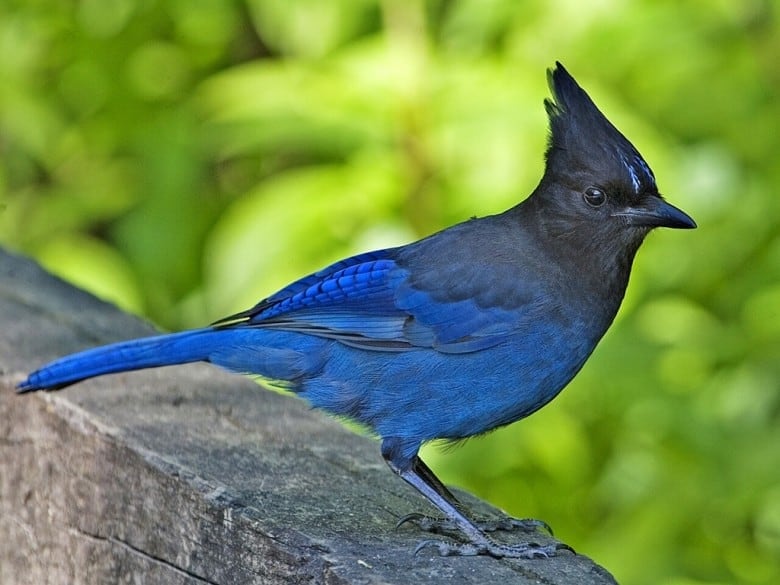 A brilliantly black and blue bird perches on a wall.