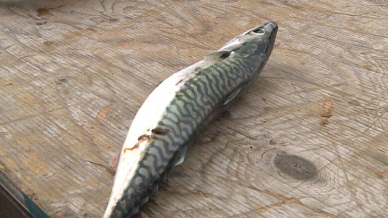 A mackeral used for bait laid out on a wooden background.