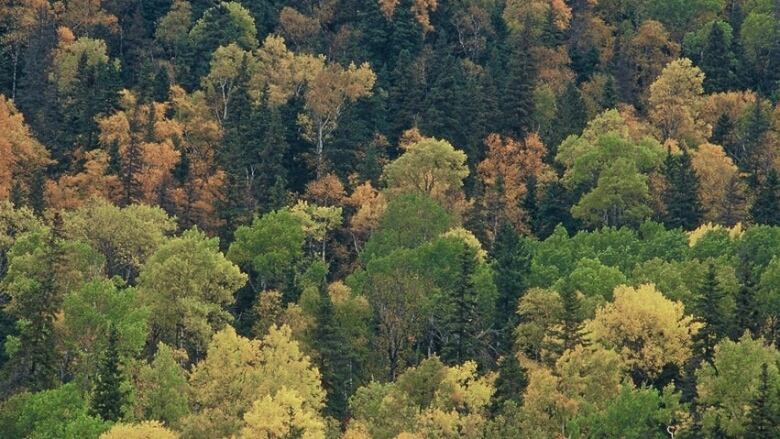 Image shows a stretch of Canadian forest