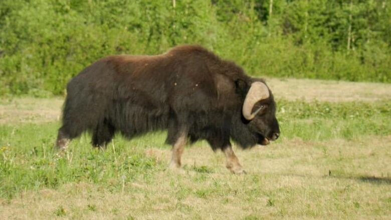 A hairy looking animal with big horns. 