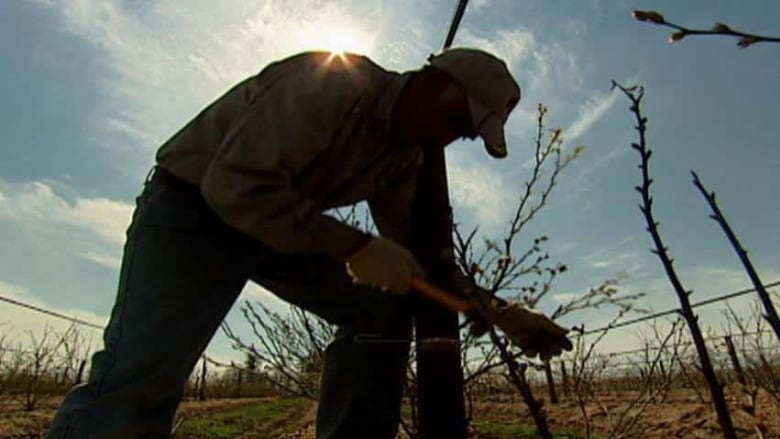 Silhouette of a person picking a plant from the ground. 