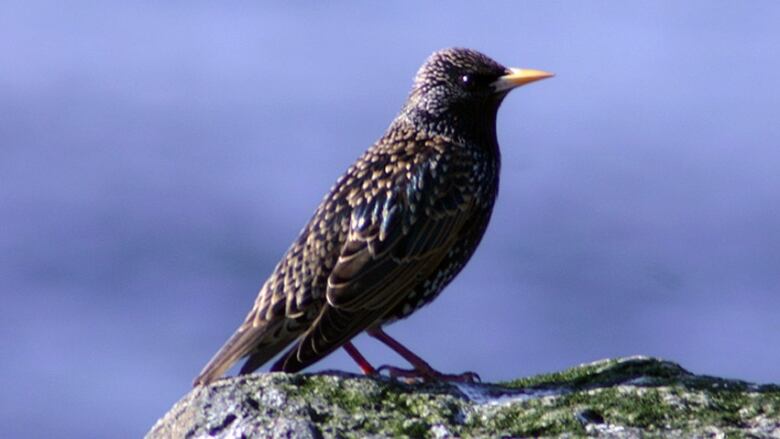 A starling sits on a rock