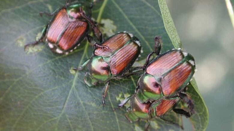 Three beetles on a leaf.