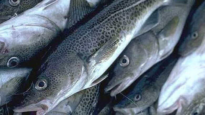 Grey, spotted salmon lay in a pile. 