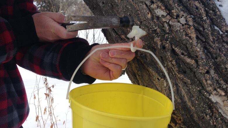 A person tapping a maple tree with a yellow bucket