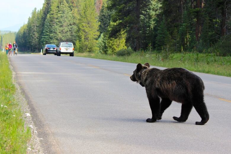 A bear stands on the edge of a highway. 