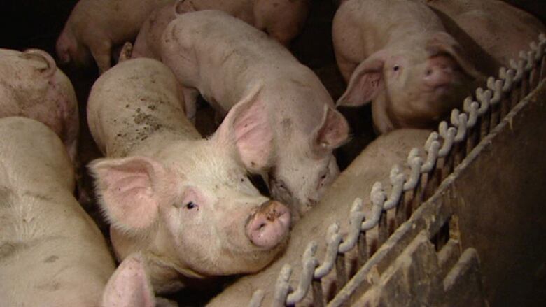 Several pigs gather in a pen. 