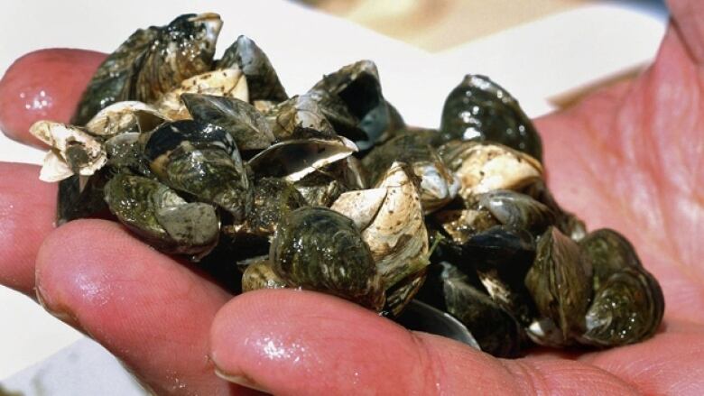 A hand holds a number of zebra mussels.