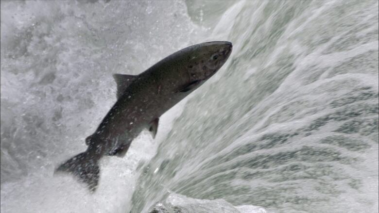 A large chinook salmon flies through the air in its a attempt to jump over a short waterfall.