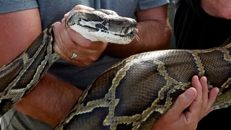 A large snake is held in the arms of an otherwise unseen man. 