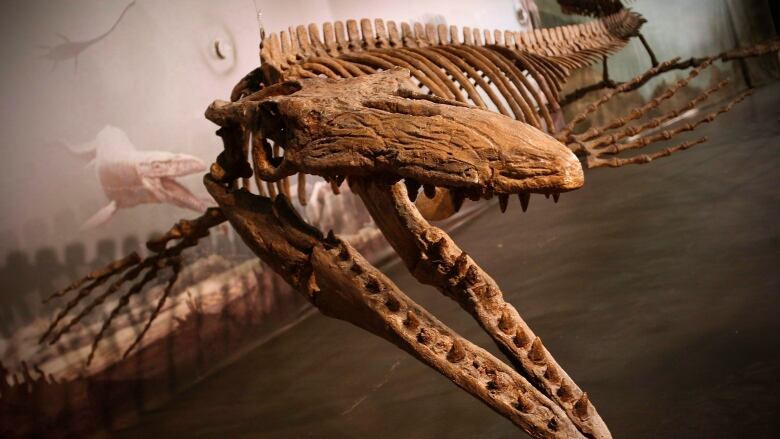 A skeleton of a prehistoric reptile is seen in a museum.