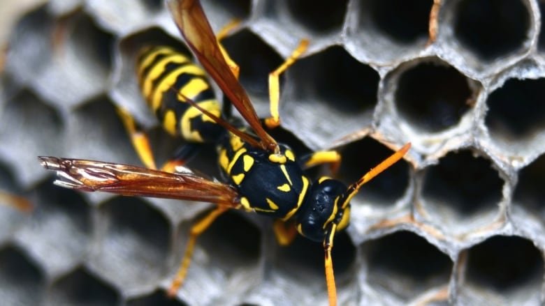 A wasp with yellow and black stripes is seen in a close up as it crawls along a nest.