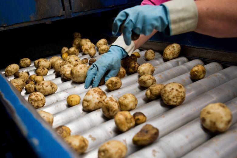 A close-up of a worker's hands sorting potatoes on an assembly line.