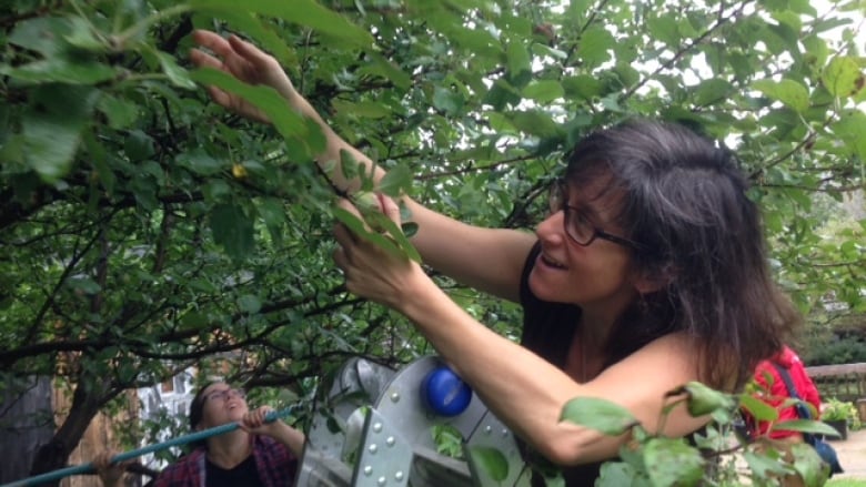 A woman with glasses picking fruit from a tree.