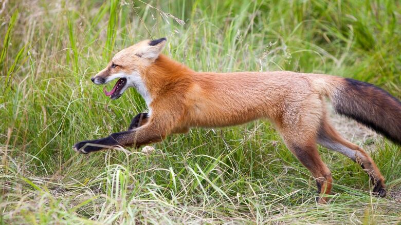 A red fox bounding through long grass. 