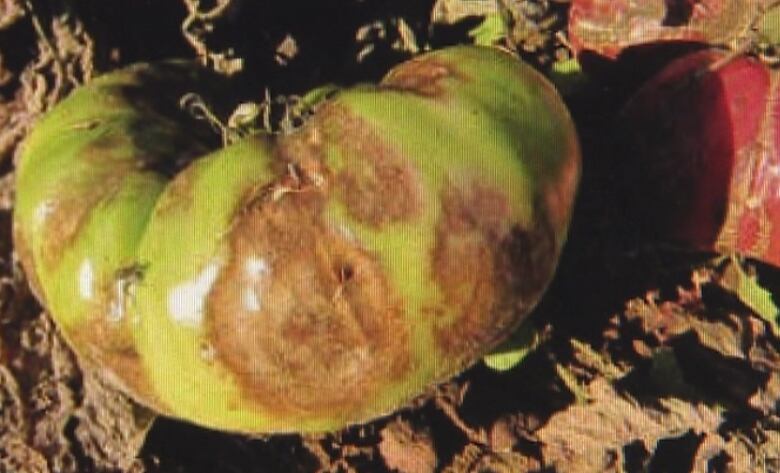 Damage from blight can be seen on a tomato. 