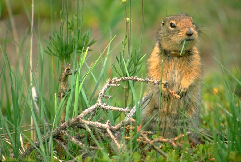 A close-up of an Arctic ground squirrel standing on its hind legs in the grass.