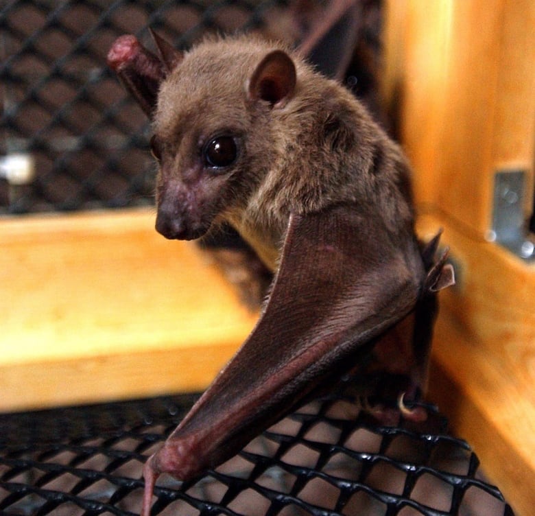 An African fruit bat hangs upside down in its cage.