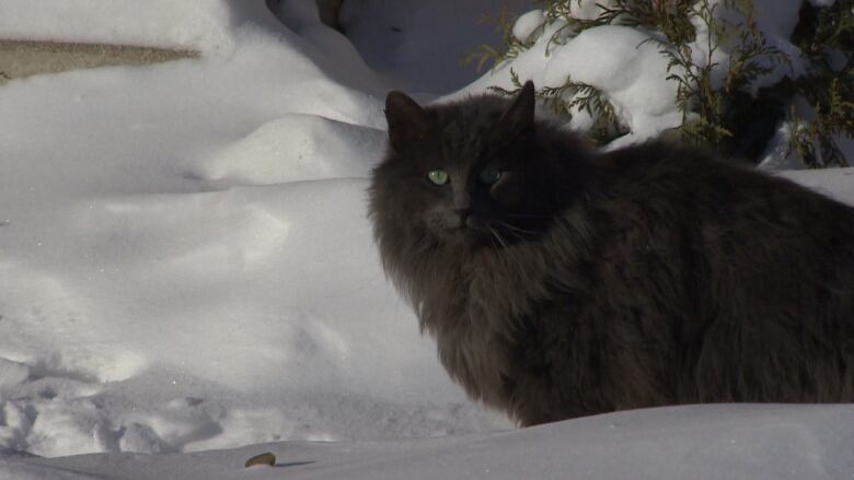 A grey, long-haired cat is sitting in snow.