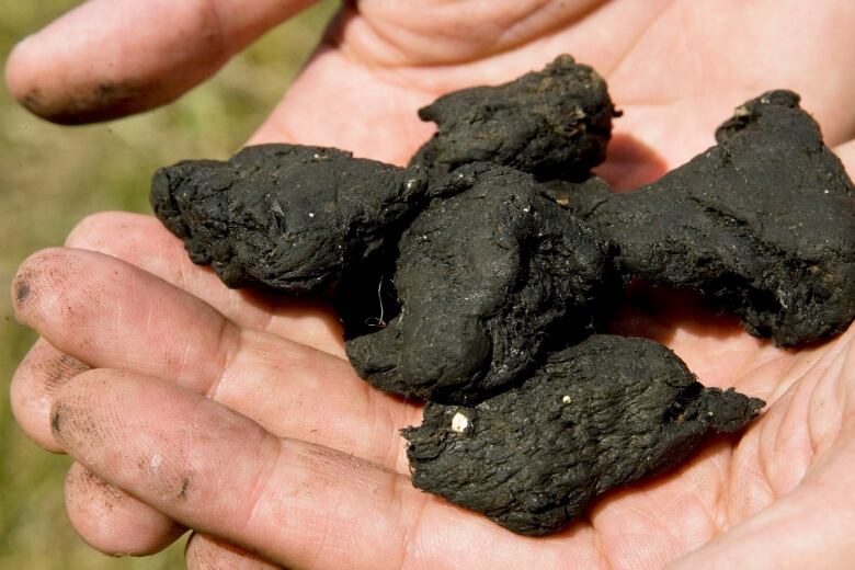 Black chunks are held in someone's hand.