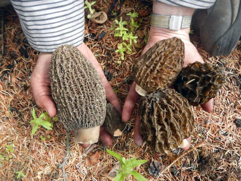 Someone holds three morel mushrooms. 