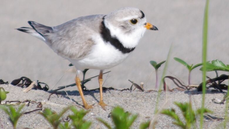 A piper stands in the sand. 