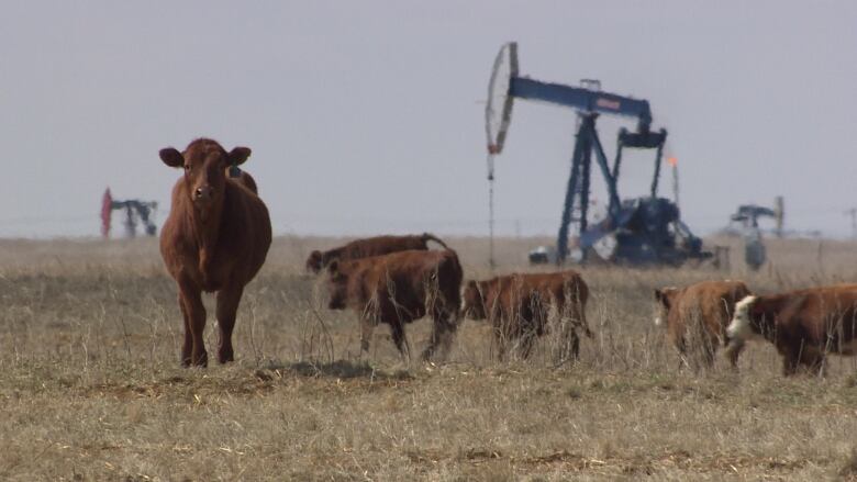 Cows stand near an oil pump jack in southeast Saskatchewan.