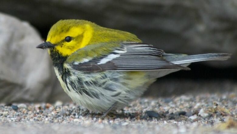 The Festival of Birds will be kicking off on Friday in Point Pelee National Park. 