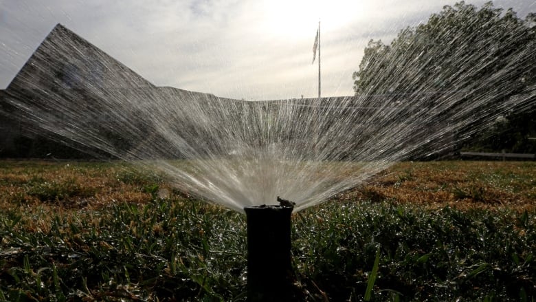 A sprinkler watering grass.