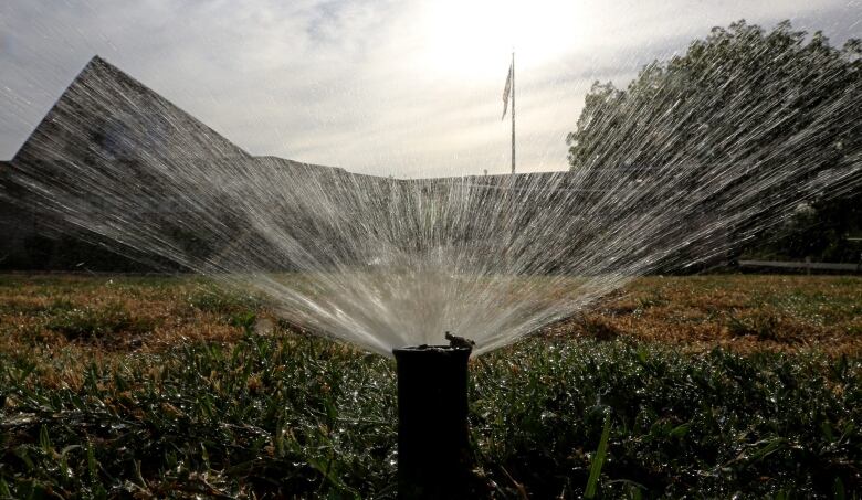 A sprinkler watering grass.