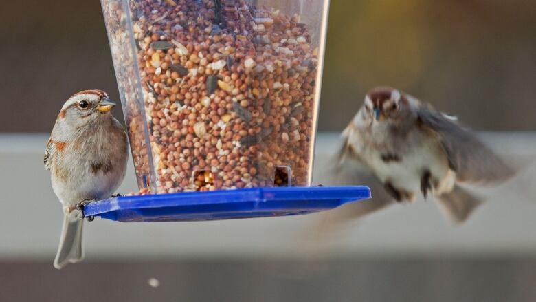 A bird feeder with one small bird standing on the edge and another one flying toward it.