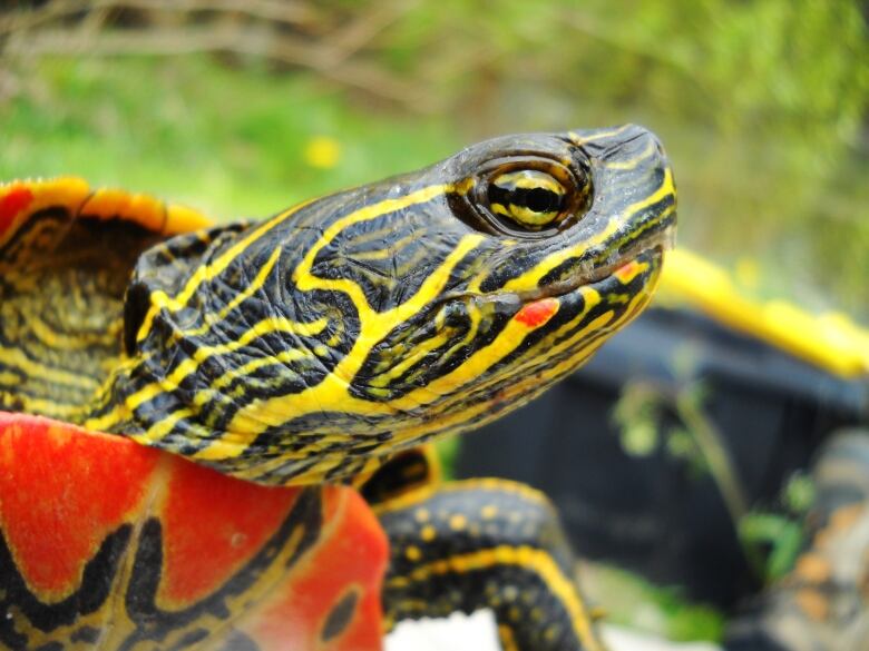 Environmental groups in central B.C. are organizing a weed pull this Friday to help restore the habitat of the western painted turtle.