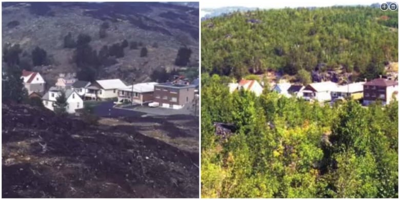 Side-by-side images of a barren neighbourhood and the same neighbourhood years later with more trees.