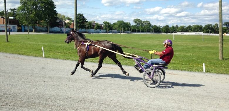 A horse is hooked up to a sulky with a trainer. 