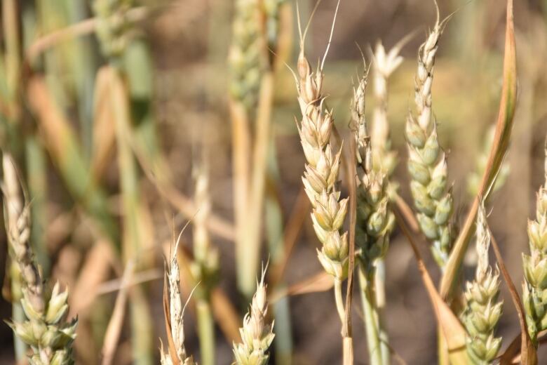 The heads of blades of wheat.