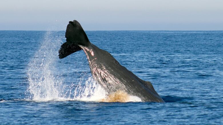 The tail of a whale splashes in the ocean.