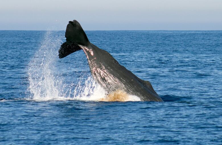 The tail of a whale splashes in the ocean.