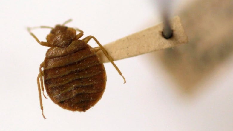 close up of bed bug