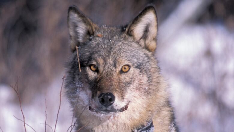 New Brunswick changed its Species at Risk Act to include the eastern wolf, like this one photographed at Algonquin Park one wearing a radio collar.