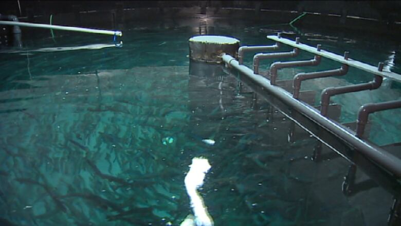 An indoor water tank, with pipes on both sides, crowded with swimming fish. 