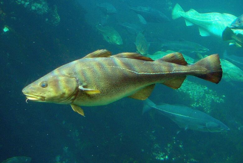 A northern cod swims in a tank.