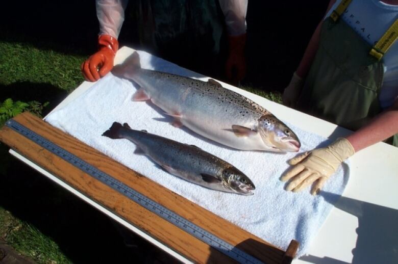 Two salmon are displayed on a board, with the top one being much larger. 