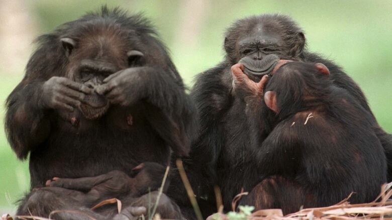 Two grown chimpanzees sit side by side, one with a baby chimp in its arms and the one  on the right is letting a young chimp on its lap pull the edges of its mouth upward in a funny looking smile. 