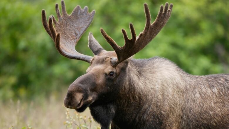 A adult moose with large antlers stands in foliage.