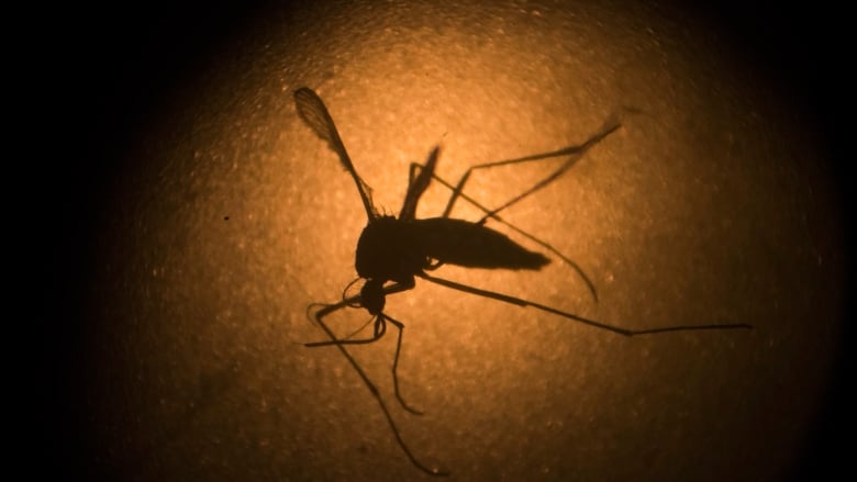 An Aedes aegypti mosquito is photographed through a microscope at the Fiocruz institute in Recife, Pernambuco state, Brazil.