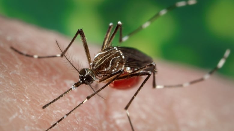 Picture of a mosquito engorged with blood landed on human skin.