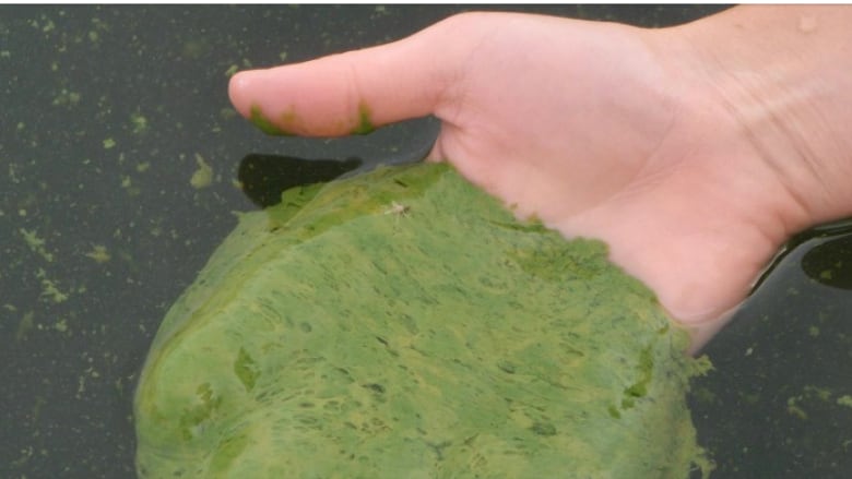 A close-up of a hand reaching into the water and holding a chunk of green-coloured algae.