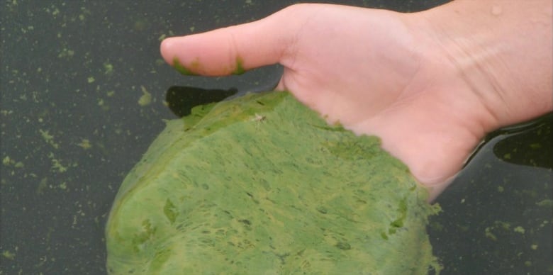 A close-up of a hand reaching into the water and holding a chunk of green-coloured algae.