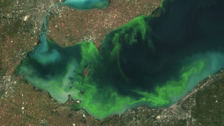 A satellite image of algal bloom in Lake Erie.