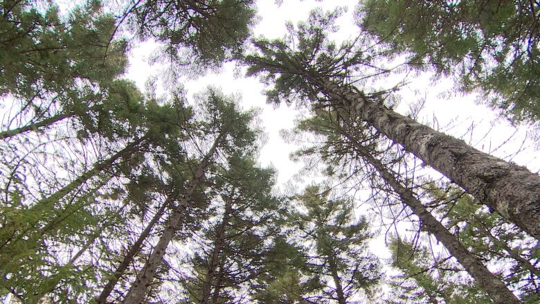 Towering stand of trees shot from below.